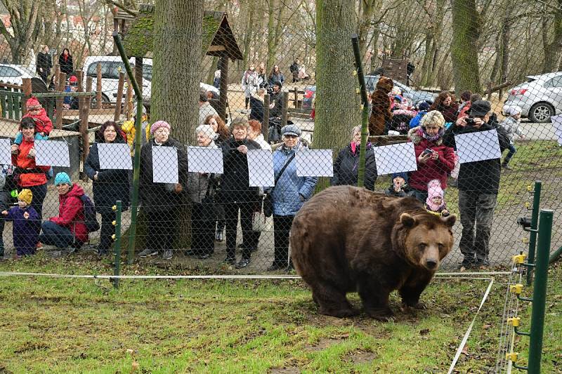 Z oslavy dvacátých narozenin medvědů Kuby a Matěje v areálu medvědária na Městské hoře v Berouně.