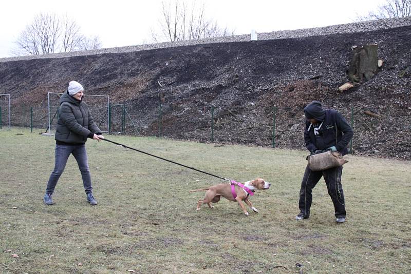 Psi mohou nově trénovat s páníčky v kempu Plešivec.