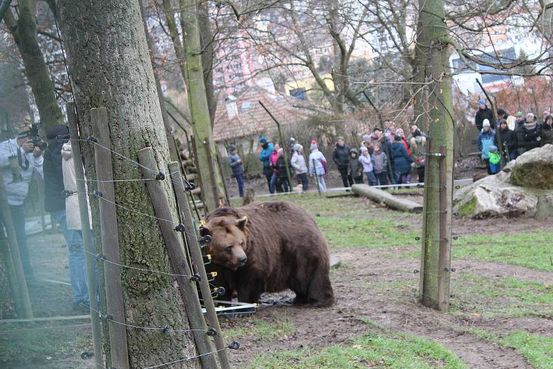 Z oslavy 19. narozenin Kuby a Matěje z medvědária na Městské hoře v Berouně.