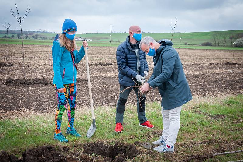 Sázení šedesáti nových ovocných stromků v Levandulovém údolí u Chodouně.