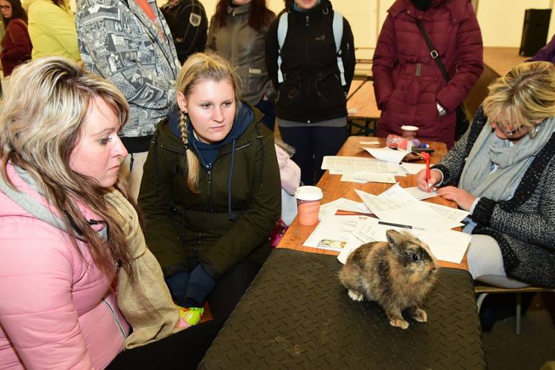 Speciální výstava zakrslých králíků v Králově Dvoře. 