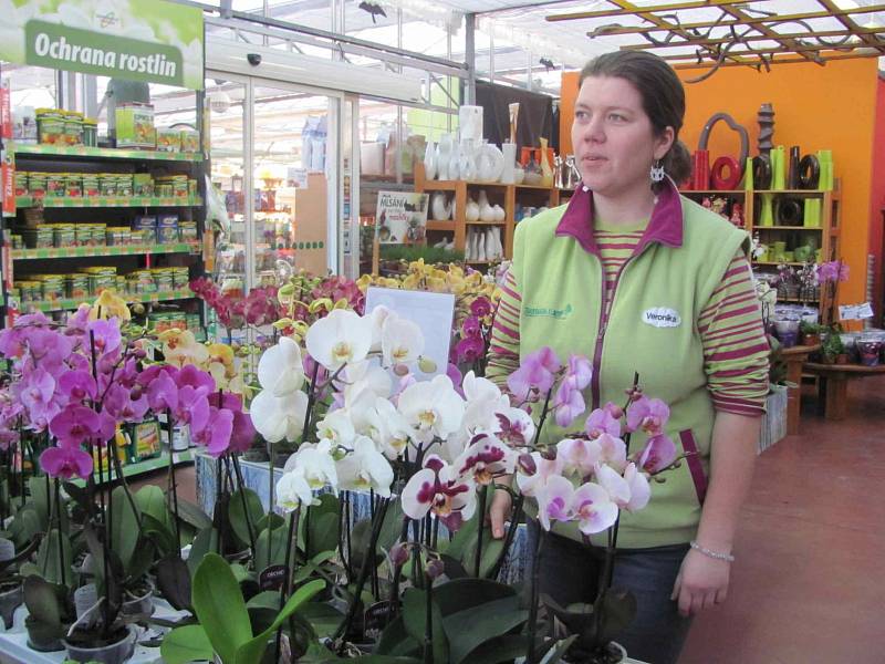 Výstava orchidejí v zahradním centru Lisý