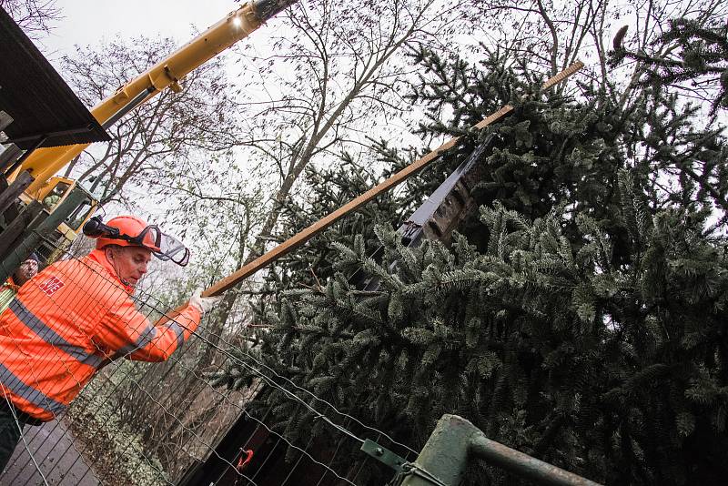 Kácení a transport vánočního smrku pro město Beroun