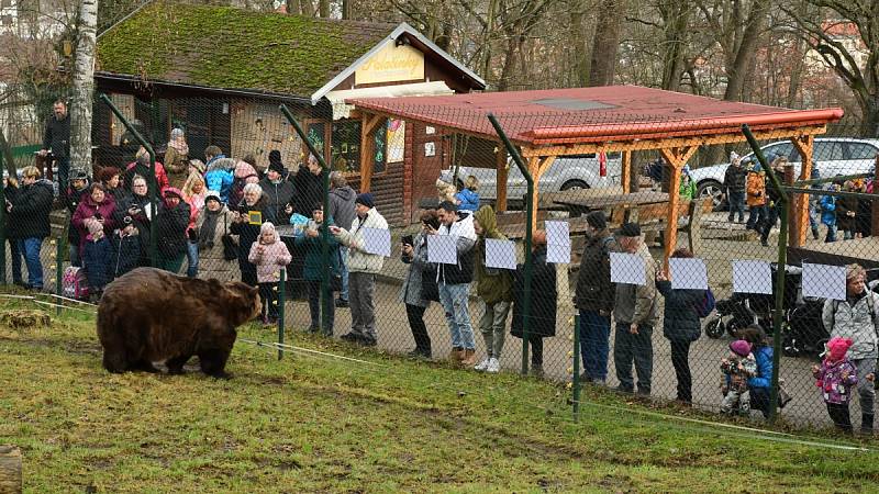 Z oslavy dvacátých narozenin medvědů Kuby a Matěje v areálu medvědária na Městské hoře v Berouně.