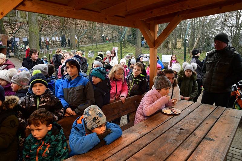 Z oslavy dvacátých narozenin medvědů Kuby a Matěje v areálu medvědária na Městské hoře v Berouně.