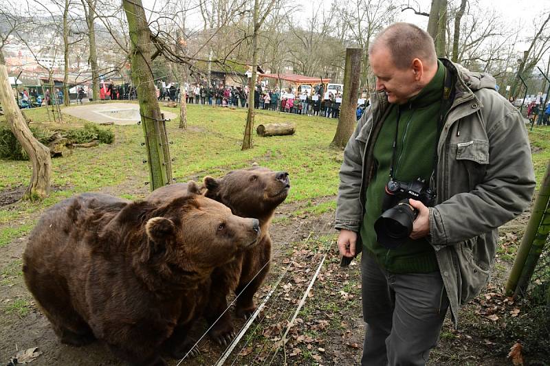 Z oslavy dvacátých narozenin medvědů Kuby a Matěje v areálu medvědária na Městské hoře v Berouně.