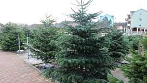K vánočním svátků patří živý stromek, umělým už odzvonilo. Největší poptávka je po jedlích.