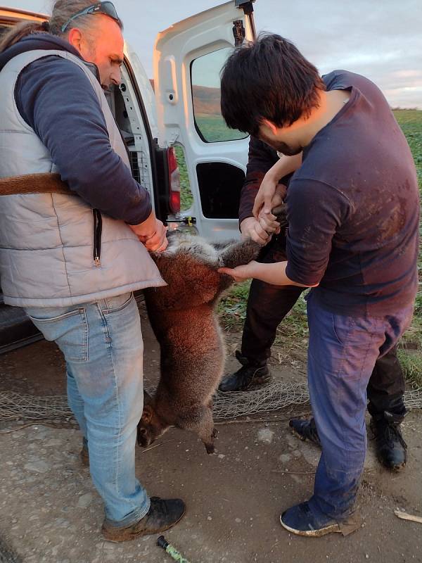 Ne každý den se strážníkům berounské městské policie přihodí, že se budou muset pustit do odchytu australského vačnatce, který se v úterý 23. listopadu volně pohyboval v lokalitě Na Cibulce.