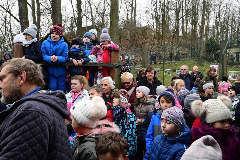 Z oslavy dvacátých narozenin medvědů Kuby a Matěje v areálu medvědária na Městské hoře v Berouně.