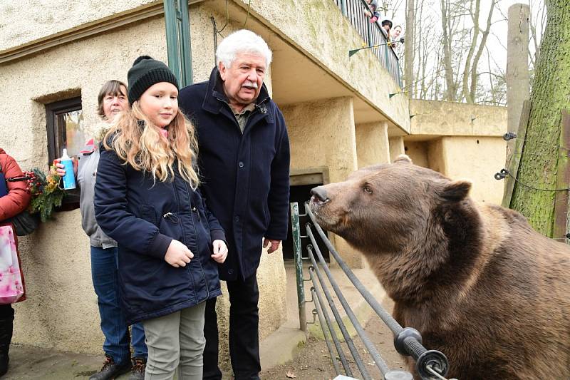 Z oslavy dvacátých narozenin medvědů Kuby a Matěje v areálu medvědária na Městské hoře v Berouně.