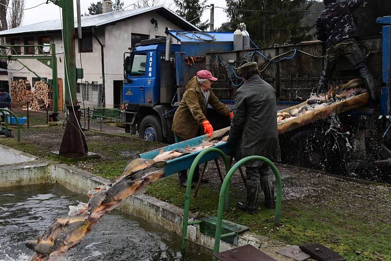 Z přípravy sádek v králodvorských Popovicích na vánoční prodej ryb.