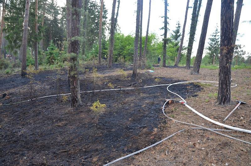 Požár lesa u Úhonic.