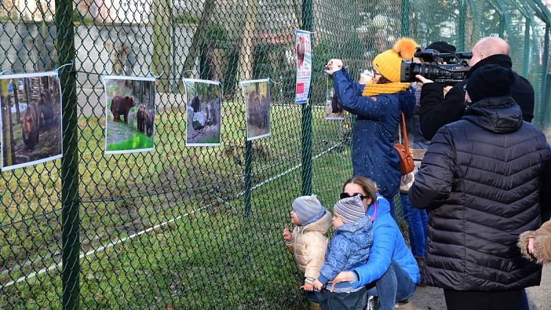 Z oslavy dvacátých narozenin medvědů Kuby a Matěje v areálu medvědária na Městské hoře v Berouně.