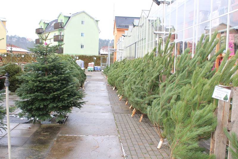 Lidé kupují hlavně vysoké stromky.