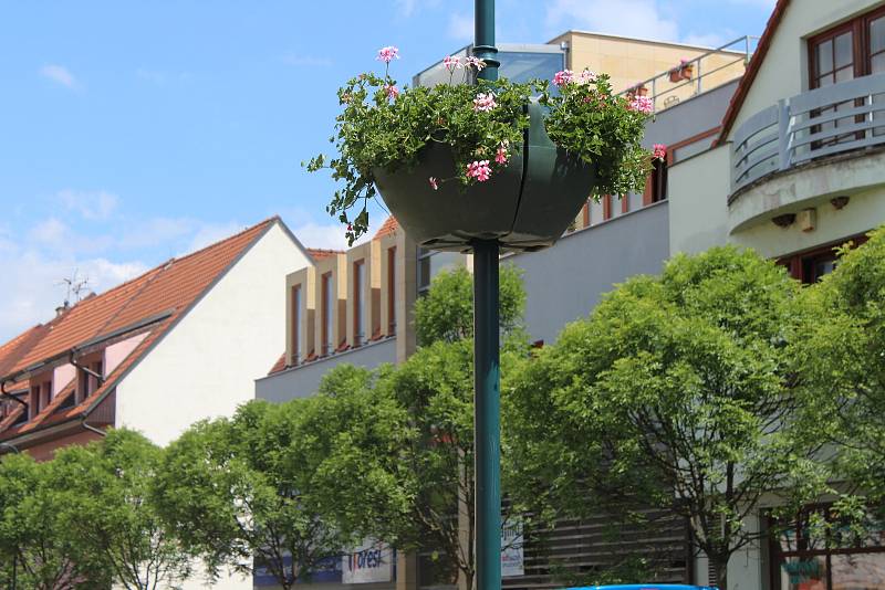 Centrum Berouna letos ozdobily stovky muškátů. Oproti uplynulým letům město rozšířilo svoji letní květinovou výzdobu.