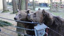 Medvědi z berounské Městské hory slavili 15. narozeniny.