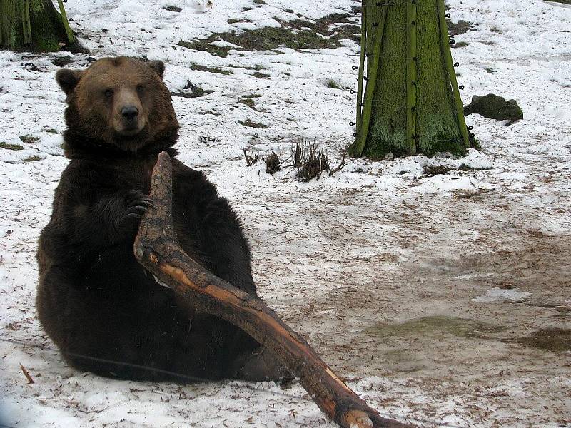Berounští medvědi oslavili jedenácté narozeniny. 