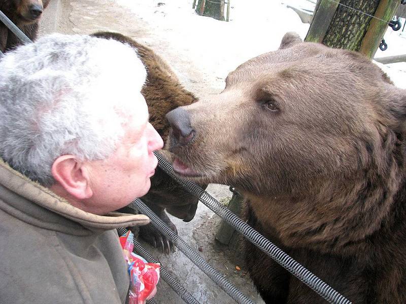 Berounští medvědi oslavili jedenácté narozeniny. 