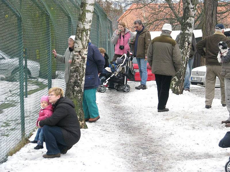 Berounští medvědi oslavili jedenácté narozeniny. 