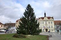Beroun už má na Husově náměstí vánoční strom.