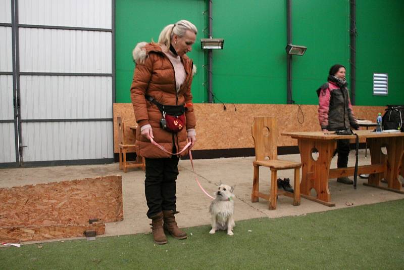 Psi mohou nově trénovat s páníčky v kempu Plešivec.
