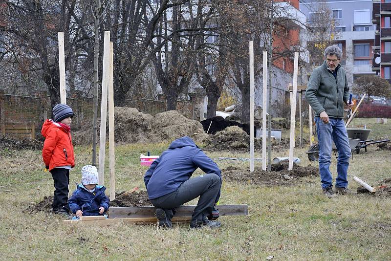 Z výsadby stromů v parku Na Paloučku v Berouně.