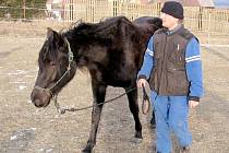 Charitativní akce ve Zvířecí pohodě e Bzové pomůže i vysloužilým koním