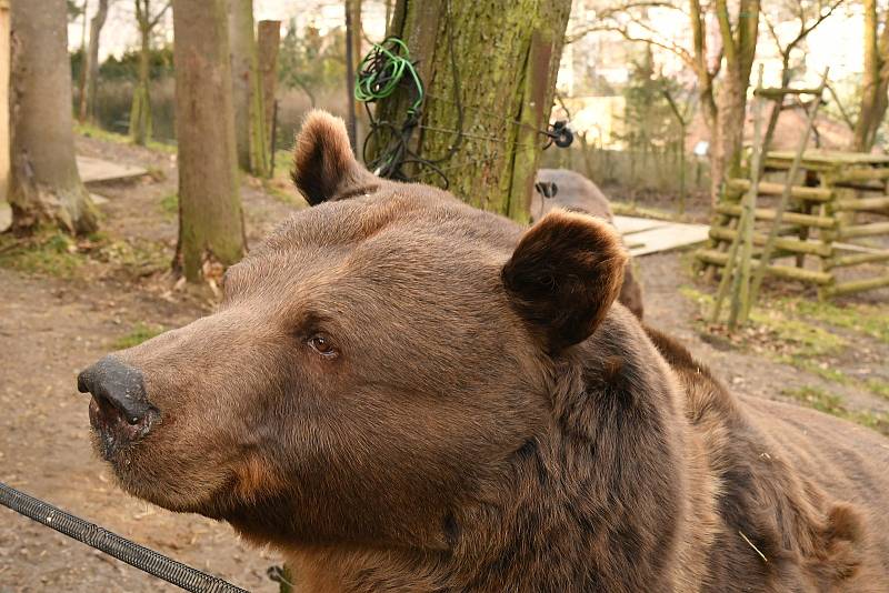 Berounští medvědí bratři oslavili 22. narozeniny. Popřát jim přijel i režisér Václav Chaloupka