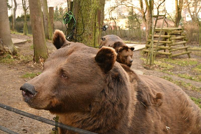 Berounští medvědí bratři oslavili 22. narozeniny. Popřát jim přijel i režisér Václav Chaloupka.