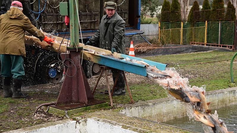 Z přípravy sádek v králodvorských Popovicích na vánoční prodej ryb.