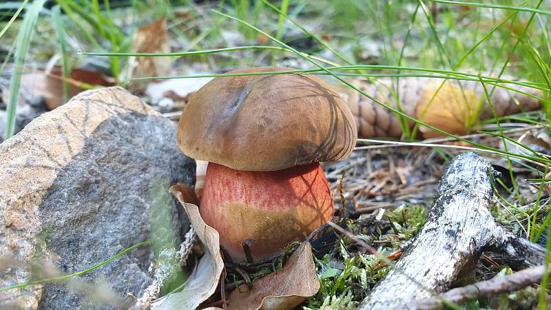 Úlovky amatérského mykologa Luboše Hadzimy.