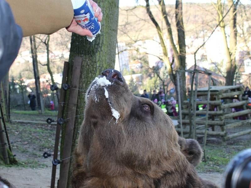 Medvědi z berounské Městské hory slavili 15. narozeniny.