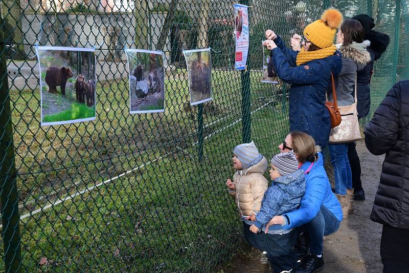 Z oslavy dvacátých narozenin medvědů Kuby a Matěje v areálu medvědária na Městské hoře v Berouně.