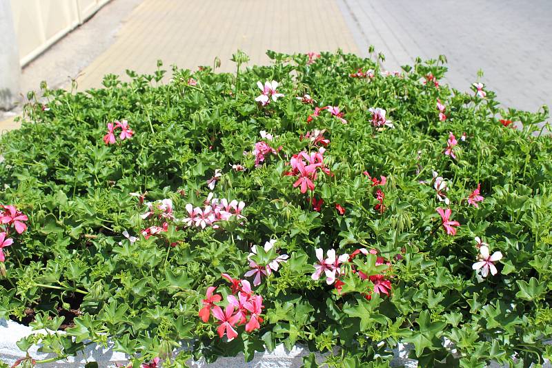 Centrum Berouna letos ozdobily stovky muškátů. Oproti uplynulým letům město rozšířilo svoji letní květinovou výzdobu.