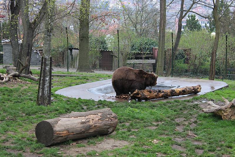 V berounském medvědáriu uhynul ve středu ráno Vojta. Zůstali už jen dva medvědi.