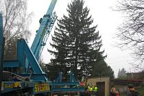 Vánoční strom ze Zaječova bude stát na Staroměstském náměstí v Praze