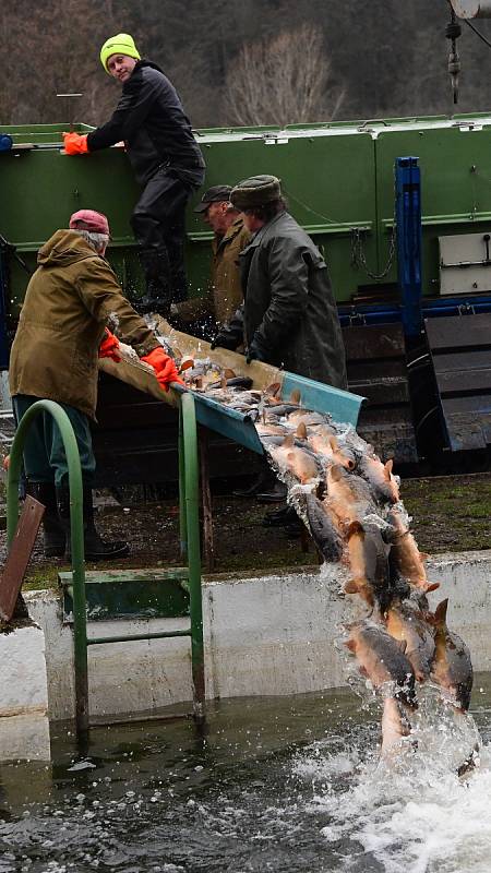 Z přípravy sádek v králodvorských Popovicích na vánoční prodej ryb.