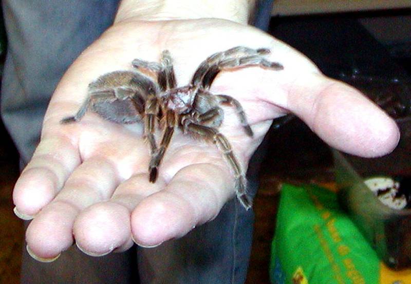 Tarantule běhala po bytě nic netušící ženy