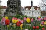 Barevná paleta tulipánů u Pomníku padlým na Husově náměstí v Berouně.
