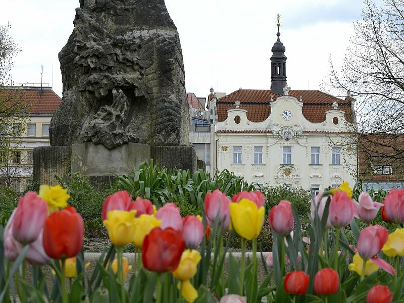 Barevná paleta tulipánů u Pomníku padlým na Husově náměstí v Berouně.