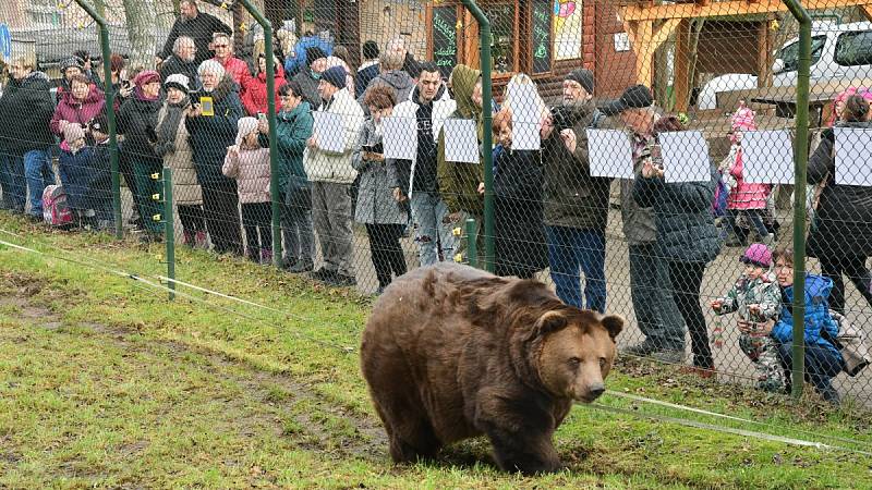 Z oslavy dvacátých narozenin medvědů Kuby a Matěje v areálu medvědária na Městské hoře v Berouně.