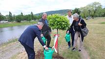 Představitelé Berouna vysadili v parku u řeky Berounky nový strom.  Na počest patnáctého výročí uzavření partnerské smlouvy o spolupráci mezi Berounem a polským Brzegem, zde nyní roste dub bahenní.