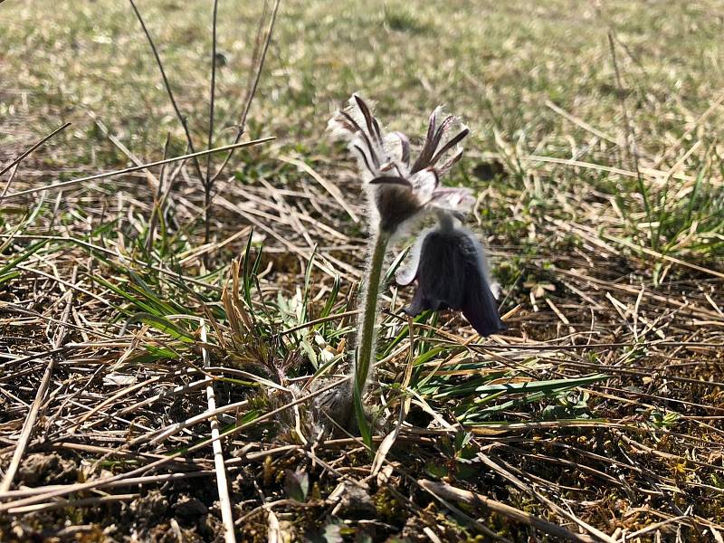 Koniklec luční český (Pulsatilla pratensis subsp. bohemica).