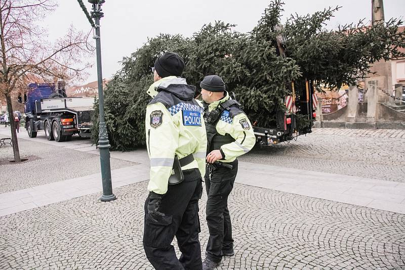 Kácení a transport vánočního smrku pro město Beroun