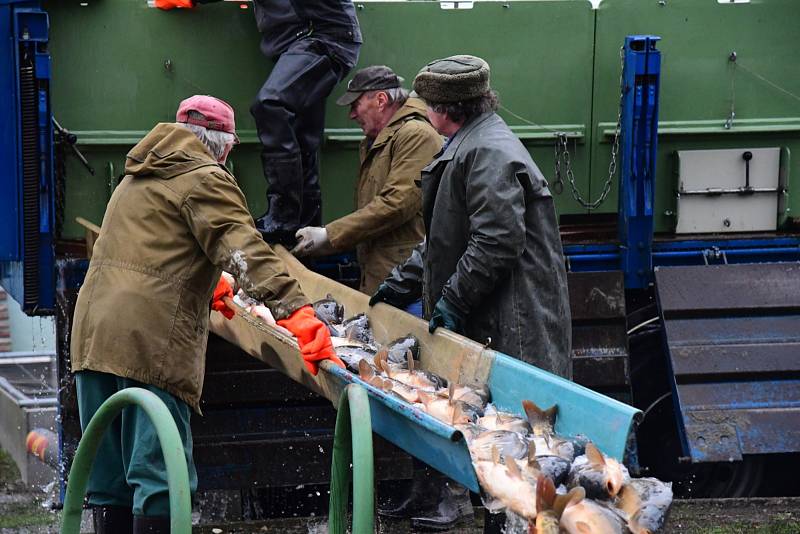 Z přípravy sádek v králodvorských Popovicích na vánoční prodej ryb.