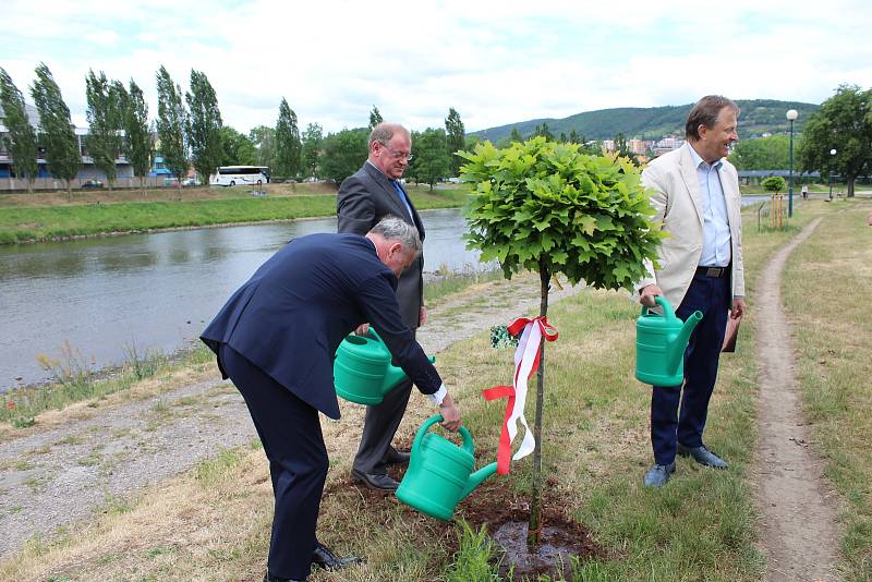 Představitelé Berouna vysadili v parku u řeky Berounky nový strom.  Na počest patnáctého výročí uzavření partnerské smlouvy o spolupráci mezi Berounem a polským Brzegem, zde nyní roste dub bahenní.