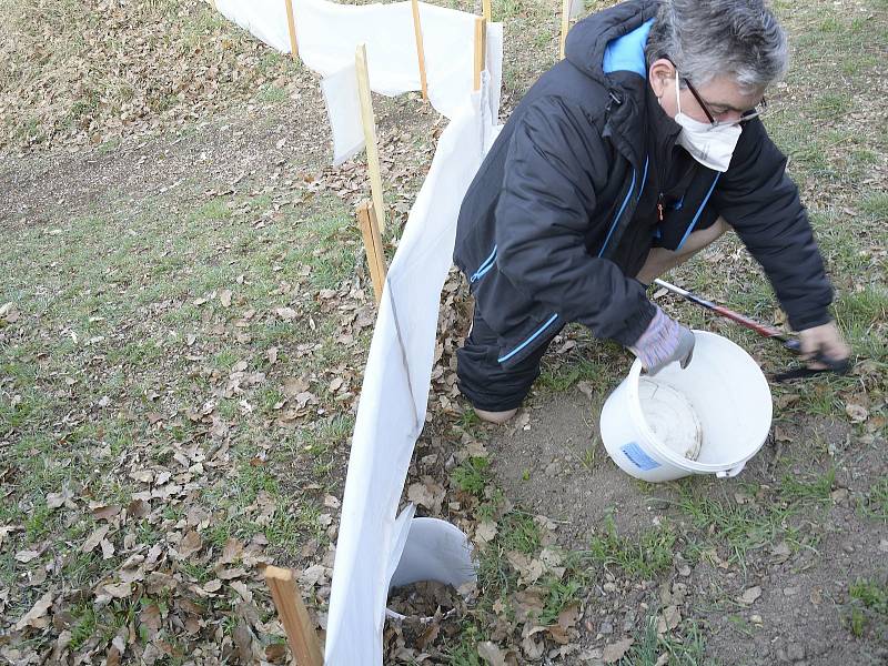 Předseda Základní organizace Beroun Českého svazu ochránců přírody Emil Šnaidauf při odchytu žab v Talichově údolí v oblasti Brdatka.