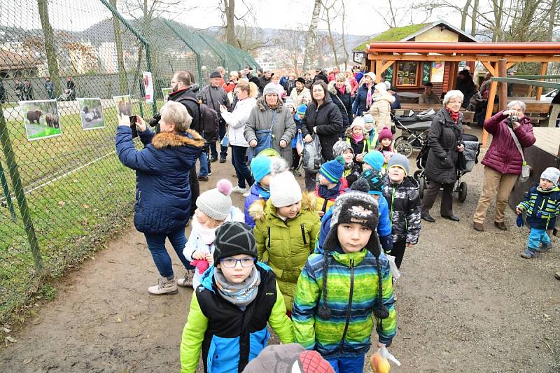 Z oslavy dvacátých narozenin medvědů Kuby a Matěje v areálu medvědária na Městské hoře v Berouně.