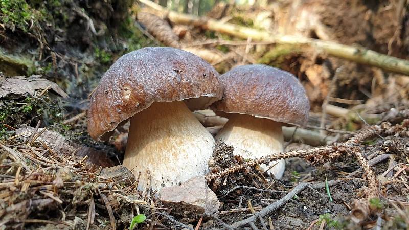 Úlovky amatérského mykologa Luboše Hadzimy.