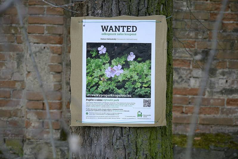 Tyto trvalky chce spolek pěstovat na paloučku vedle židovského hřbitova v Berouně.